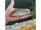 Рыбное хозяйство Рыба живая, мальки, цена 120 Грн., Фото