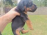 Собаки, щенята Ягдтер'єр, ціна 200 Грн., Фото