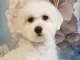 Собаки, щенки Бишон фрисе, цена 46000 Грн., Фото
