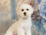 Собаки, щенки Бишон фрисе, цена 46000 Грн., Фото