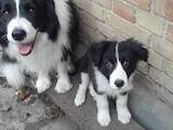 Собаки, щенки Бордерколли, цена 12000 Грн., Фото