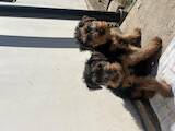 Собаки, щенята Вельштер'єр, ціна 10000 Грн., Фото