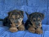 Собаки, щенята Вельштер'єр, ціна 10000 Грн., Фото