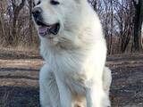 Собаки, щенки Кавказская овчарка, цена 20000 Грн., Фото