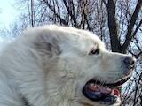 Собаки, щенки Кавказская овчарка, цена 20000 Грн., Фото