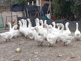 Птицеводство Гуси, цена 2500 Грн., Фото
