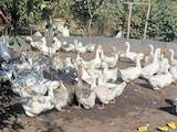 Птицеводство Гуси, цена 2500 Грн., Фото