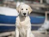 Собаки, щенята Золотистий ретрівер, ціна 40000 Грн., Фото