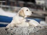 Собаки, щенята Золотистий ретрівер, ціна 40000 Грн., Фото