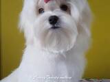 Собаки, щенки Мальтийская болонка, цена 20000 Грн., Фото
