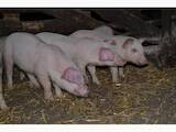 Животноводство,  Сельхоз животные Свиньи, цена 500 Грн., Фото