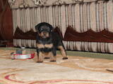 Собаки, щенки Ягдтерьер, цена 2000 Грн., Фото