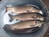 Рыбное хозяйство Рыба живая, мальки, цена 100 Грн., Фото