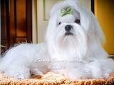 Собаки, щенки Мальтийская болонка, цена 40000 Грн., Фото
