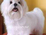 Собаки, щенки Мальтийская болонка, цена 40000 Грн., Фото