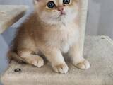 Кошки, котята Британская короткошерстная, цена 18000 Грн., Фото
