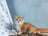 Кошки, котята Британская короткошерстная, цена 18000 Грн., Фото