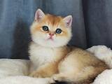 Кошки, котята Британская короткошерстная, цена 18000 Грн., Фото