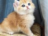 Кошки, котята Британская короткошерстная, цена 18000 Грн., Фото