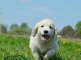 Собаки, щенята Золотистий ретрівер, ціна 25000 Грн., Фото