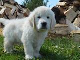 Собаки, щенята Золотистий ретрівер, ціна 25000 Грн., Фото