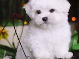 Собаки, щенки Мальтийская болонка, цена 80000 Грн., Фото