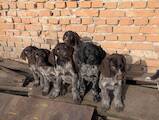 Собаки, щенята Німецька жорсткошерста лягава, ціна 300 Грн., Фото