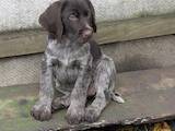 Собаки, щенята Німецька жорсткошерста лягава, ціна 300 Грн., Фото
