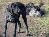 Собаки, щенята Німецька жорсткошерста лягава, ціна 300 Грн., Фото