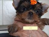 Собаки, щенки Йоркширский терьер, цена 10000 Грн., Фото
