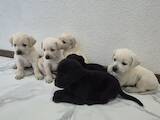 Собаки, щенята Лабрадор ретрівер, ціна 4500 Грн., Фото