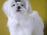 Собаки, щенята Мальтійська болонка, ціна 34000 Грн., Фото