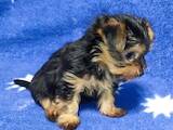 Собаки, щенки Йоркширский терьер, цена 8000 Грн., Фото