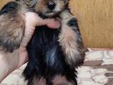 Собаки, щенки Йоркширский терьер, цена 8000 Грн., Фото
