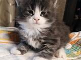 Кошки, котята Мэйн-кун, цена 12000 Грн., Фото