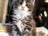 Кошки, котята Мэйн-кун, цена 12000 Грн., Фото