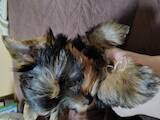 Собаки, щенки Йоркширский терьер, цена 8000 Грн., Фото