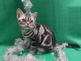 Кошки, котята Американская короткошерстная, цена 35000 Грн., Фото