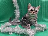 Кошки, котята Американская короткошерстная, цена 35000 Грн., Фото