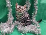 Кошки, котята Американская короткошерстная, цена 35000 Грн., Фото