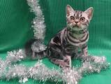 Кошки, котята Американская короткошерстная, цена 35000 Грн., Фото