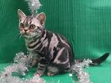 Кошки, котята Американская короткошерстная, цена 35000 Грн., Фото
