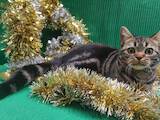 Кошки, котята Американская короткошерстная, цена 35000 Грн., Фото