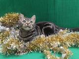 Кошки, котята Американская короткошерстная, цена 35000 Грн., Фото