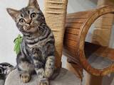 Кошки, котята Американская короткошерстная, цена 35000 Грн., Фото