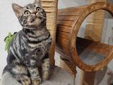 Кошки, котята Американская короткошерстная, цена 35000 Грн., Фото