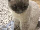 Кішки, кошенята Шотландська короткошерста, ціна 1000 Грн., Фото