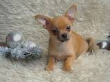Собаки, щенки Чихуа-хуа, цена 6000 Грн., Фото