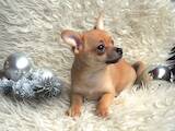 Собаки, щенки Чихуа-хуа, цена 6000 Грн., Фото