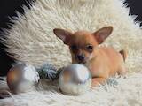 Собаки, щенки Чихуа-хуа, цена 6000 Грн., Фото